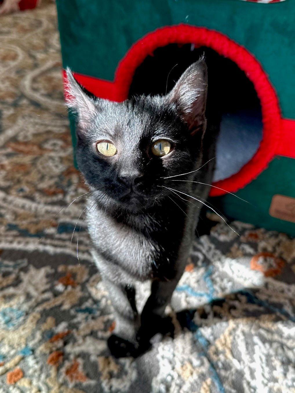 Snooki, Adoptable, Young Female Domestic Short Hair.