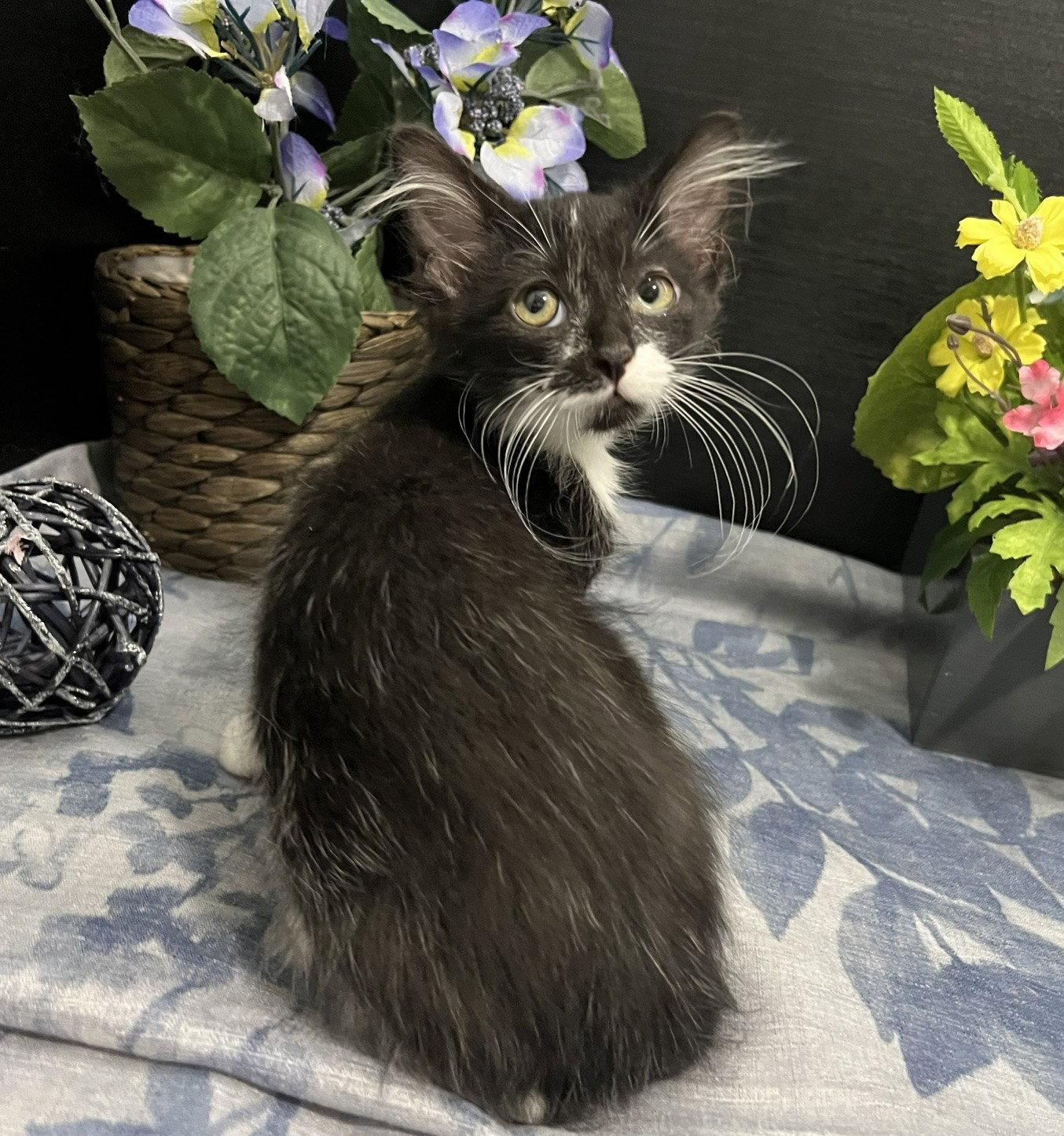 Jeeves, a Adoptable Domestic Medium Hair in Fayetteville, GA image 1/3