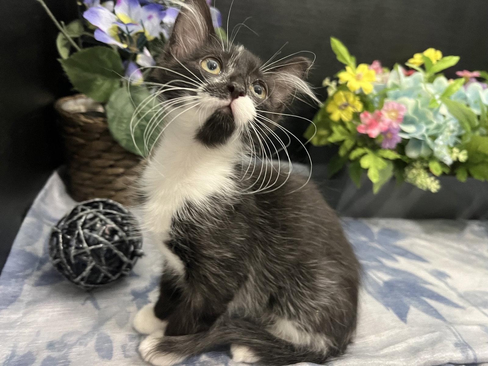 Jeeves, a Adoptable Domestic Medium Hair in Fayetteville, GA image 2/3