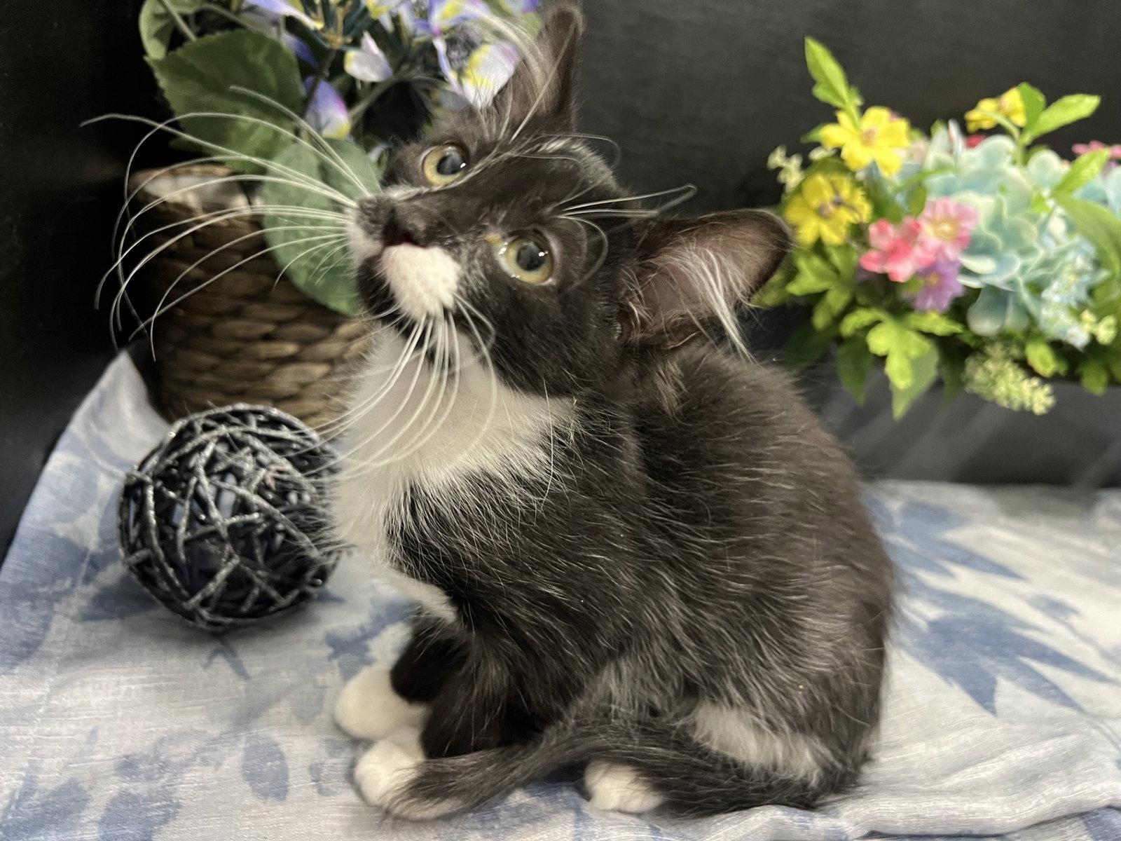 Jeeves, a Adoptable Domestic Medium Hair in Fayetteville, GA image 3/3