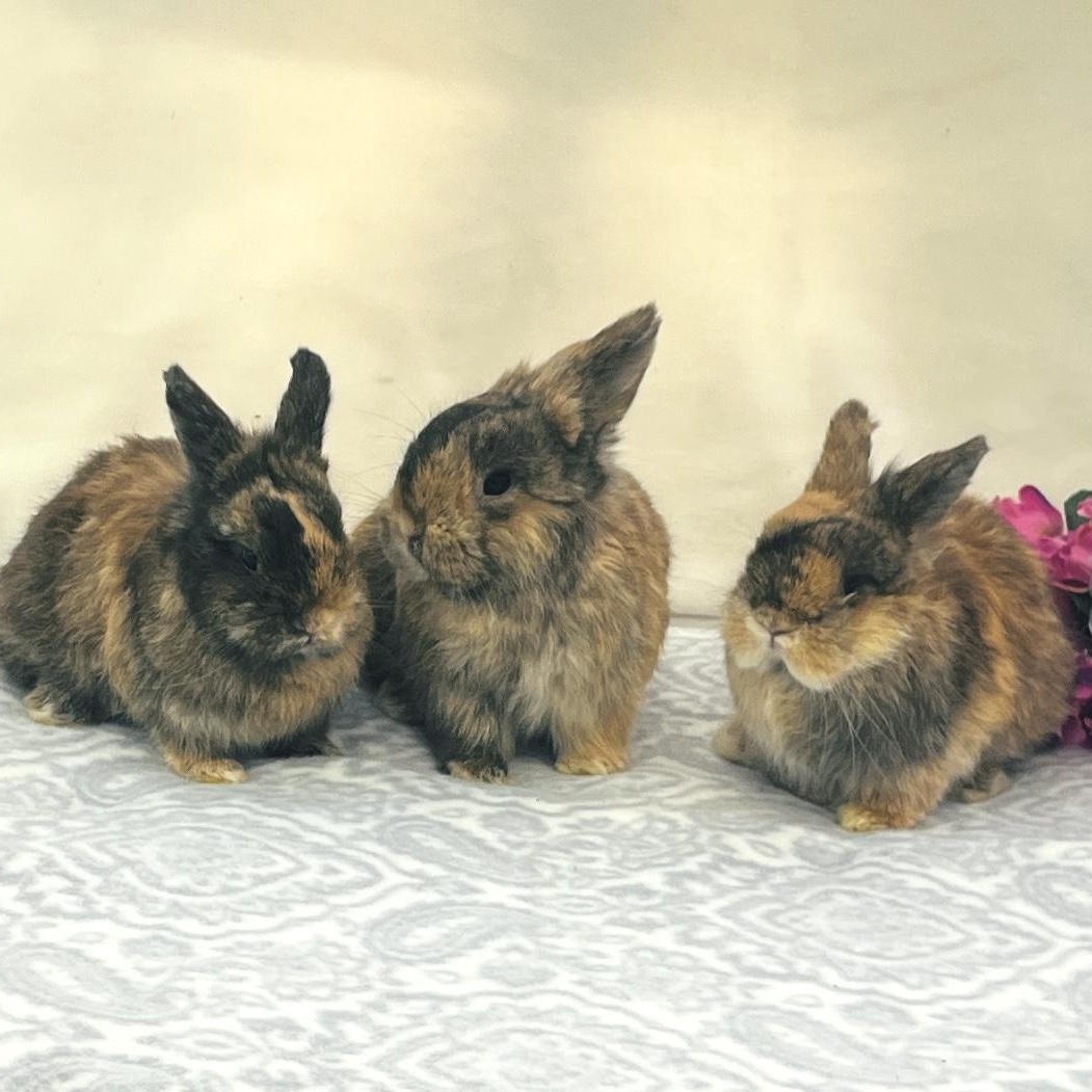 Hank, Conway & Dolly (Bonded trio), Adoptable, Baby Male Harlequin.