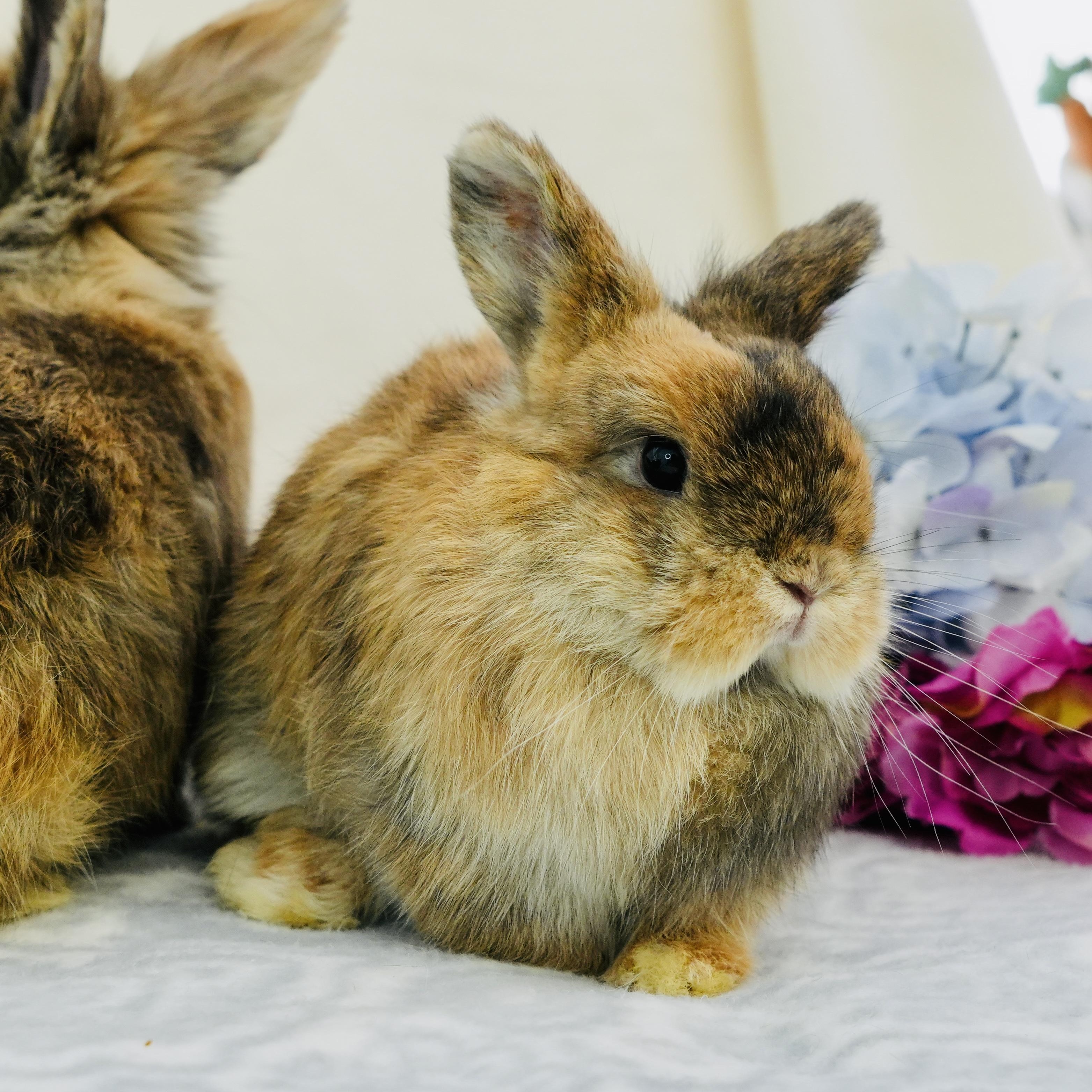 Enlarge Hank, Conway & Dolly (Bonded trio), a Adoptable mixed breed in Oakland, CA image 4/5
