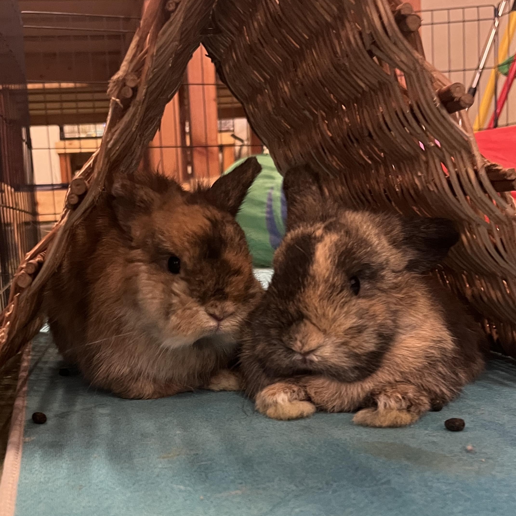 Enlarge Hank, Conway & Dolly (Bonded trio), a Adoptable mixed breed in Oakland, CA image 2/5