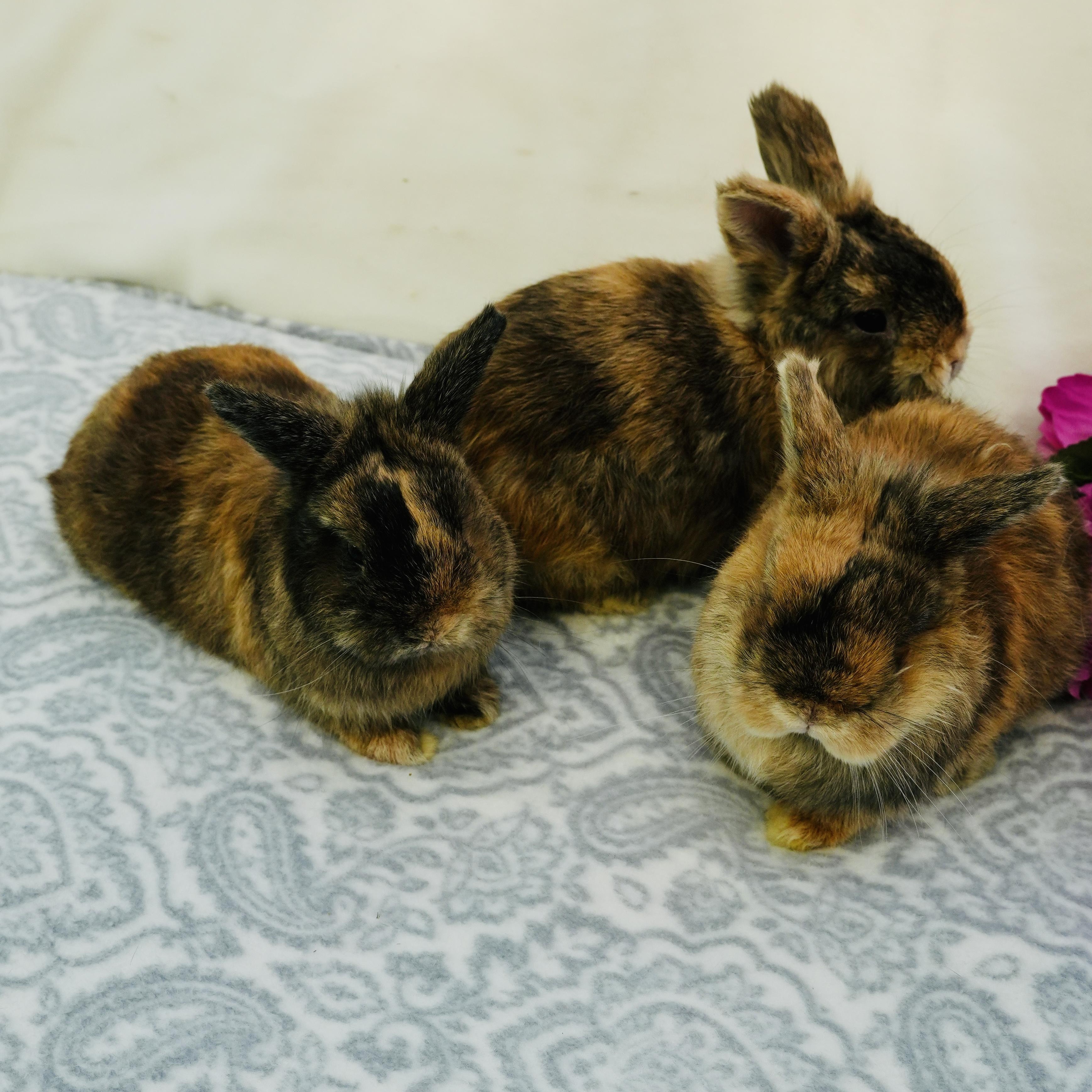 Enlarge Hank, Conway & Dolly (Bonded trio), a Adoptable mixed breed in Oakland, CA image 5/5