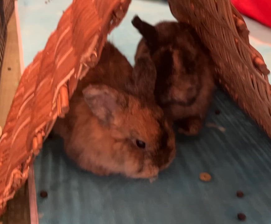 Enlarge Hank, Conway & Dolly (Bonded trio), a Adoptable mixed breed in Oakland, CA video 3/5