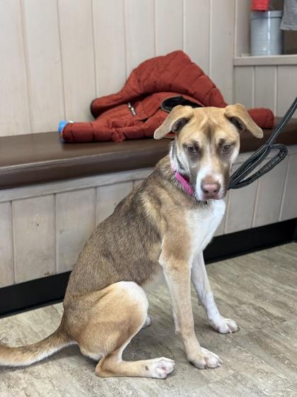 Beatles, Adoptable, Adult Female German Shepherd Dog & Mixed Breed.