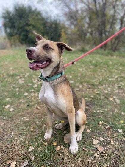 Enlarge Beatles, a Adoptable mixed breed in Fergus Falls, MN image 1/3