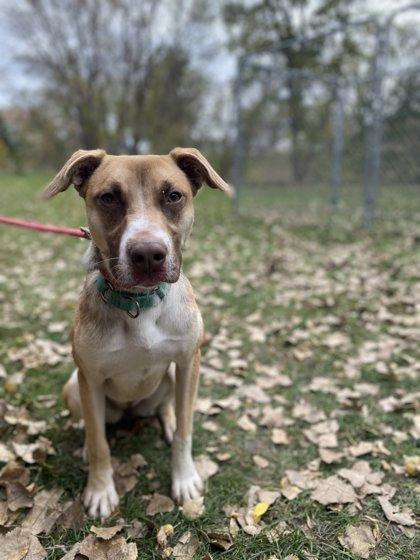 Enlarge Beatles, a Adoptable mixed breed in Fergus Falls, MN image 2/3