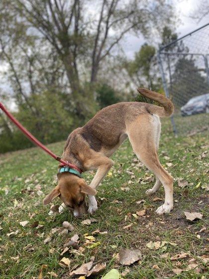 Enlarge Beatles, a Adoptable mixed breed in Fergus Falls, MN image 3/3