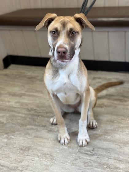 Enlarge Beatles, a Adoptable mixed breed in Fergus Falls, MN image 3/3