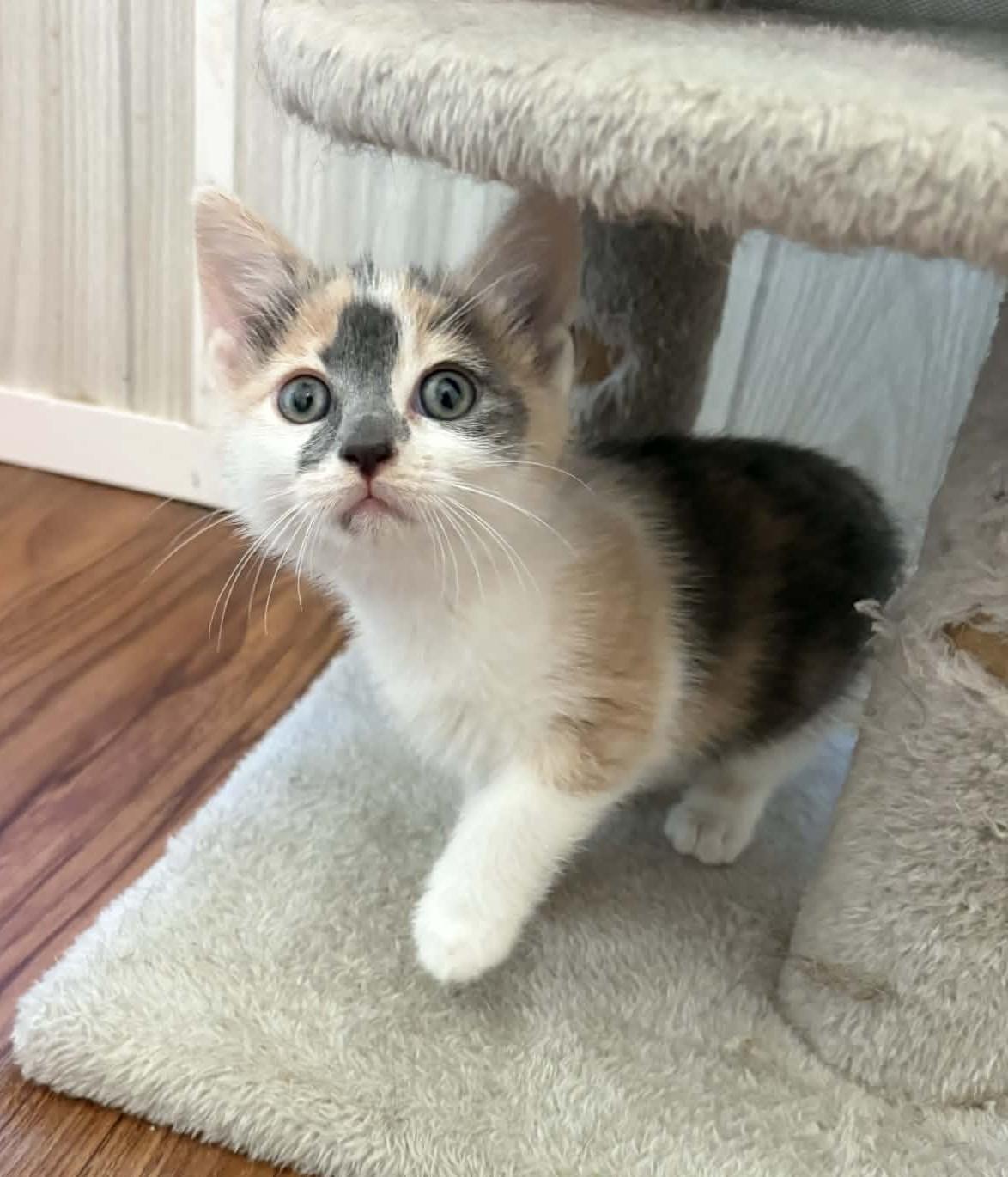 Fern, adopted, Kitten Female Domestic Short Hair.