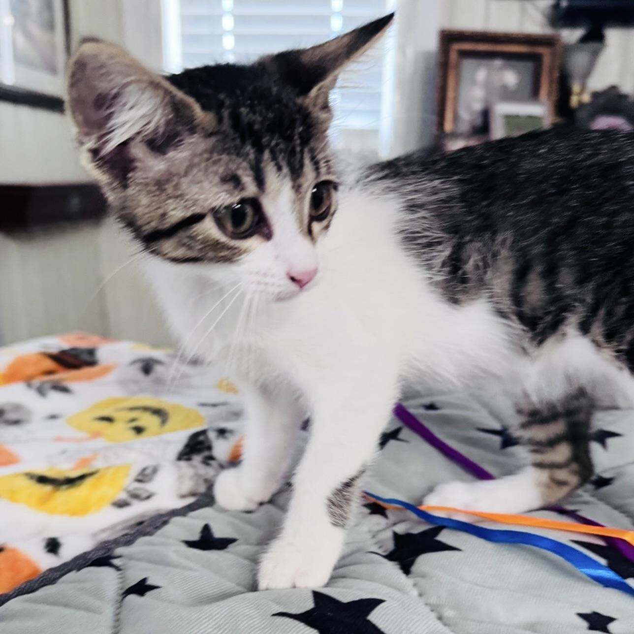 Enlarge Tater Tot, a Adopted Domestic Short Hair in Renton, WA image 3/6