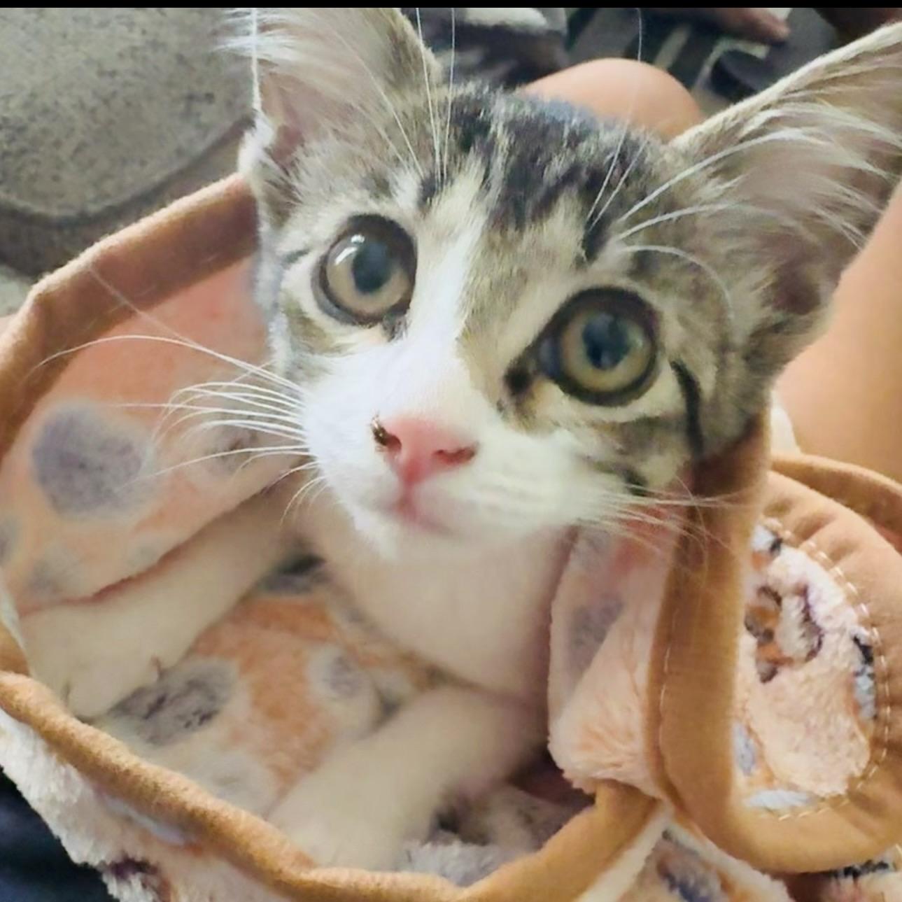 Tater Tot, Adopted, Kitten Female Domestic Short Hair.