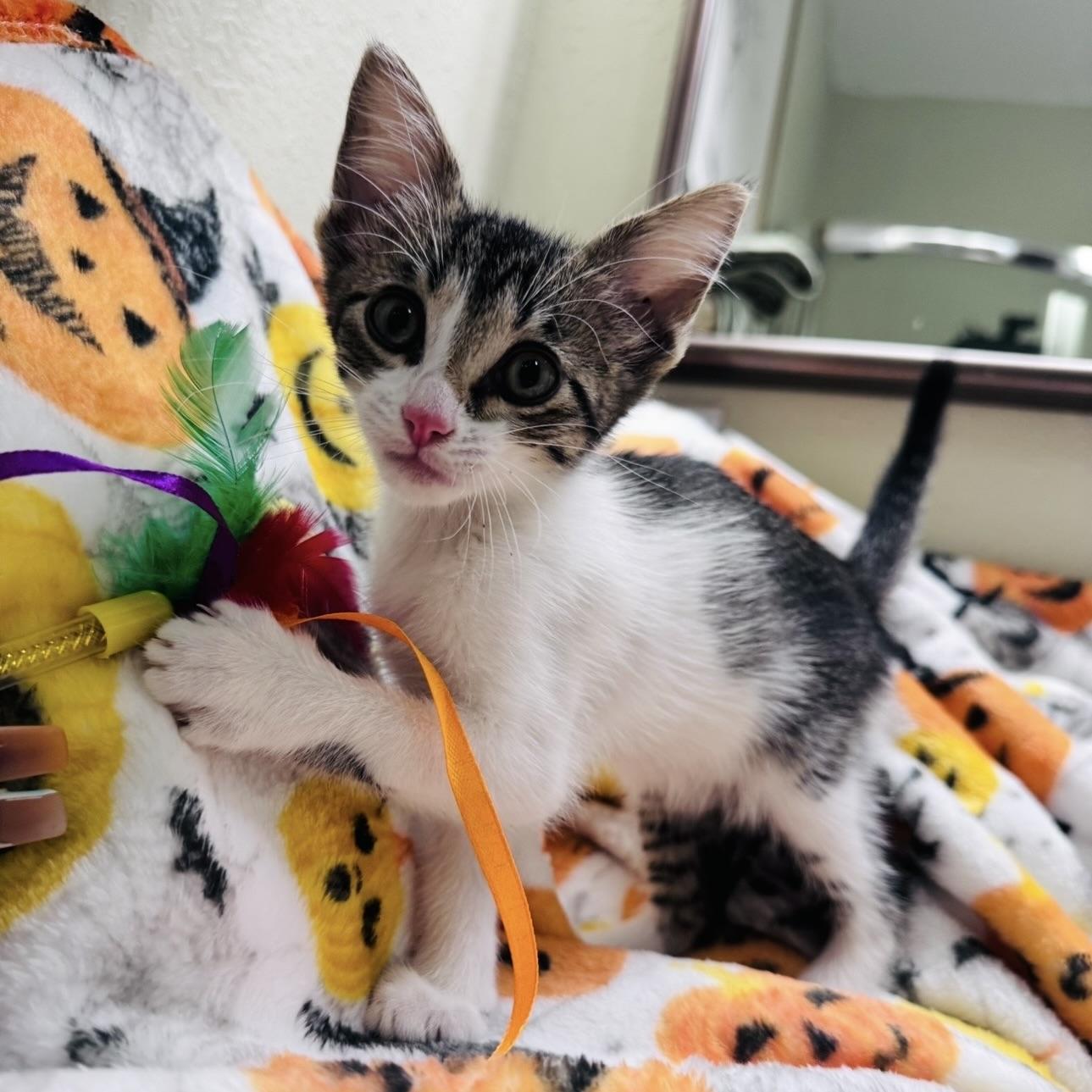 Enlarge Tater Tot, a Adopted Domestic Short Hair in Renton, WA image 4/6