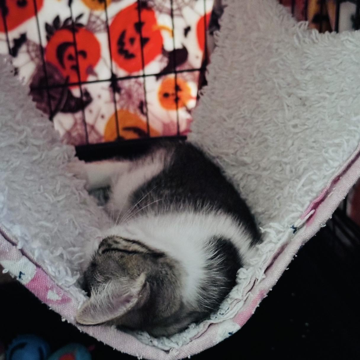 Enlarge Tater Tot, a Adopted Domestic Short Hair in Renton, WA image 5/6
