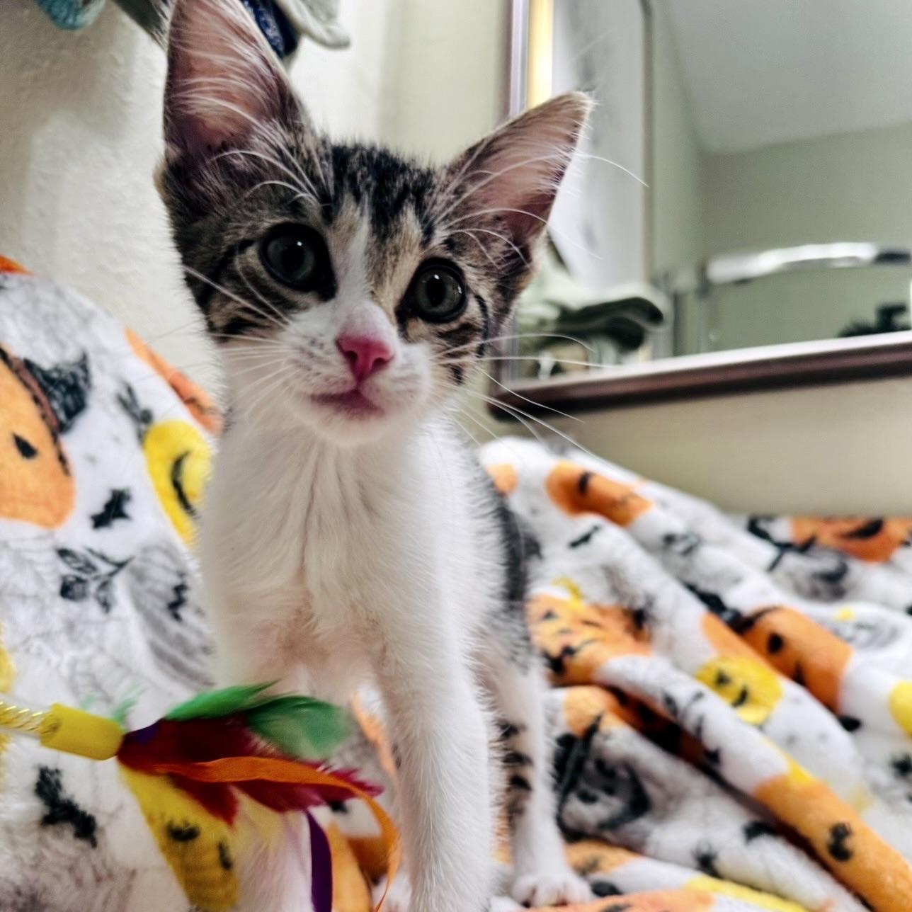 Enlarge Tater Tot, a Adopted Domestic Short Hair in Renton, WA image 2/6