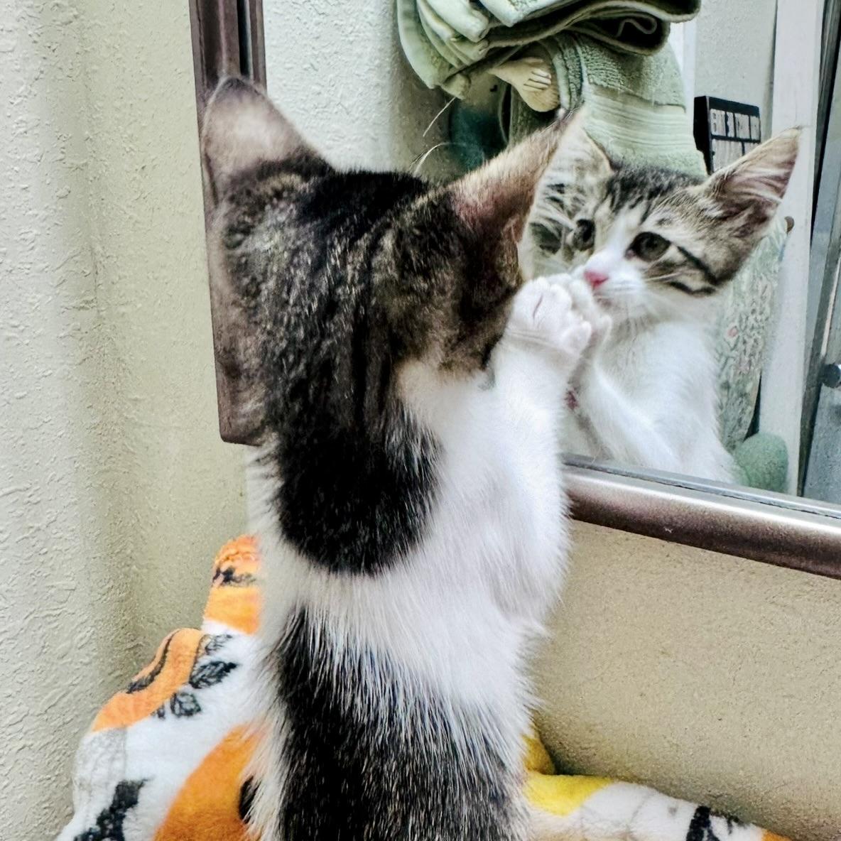 Enlarge Tater Tot, a Adopted Domestic Short Hair in Renton, WA image 6/6