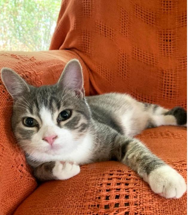 Fluffy, Adoptable, Young Male Domestic Short Hair.