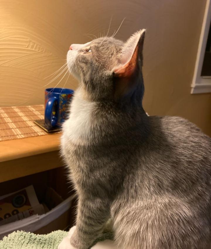 Fluffy, Adoptable, Young Male Domestic Short Hair.