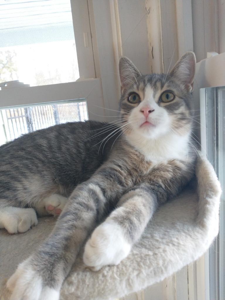 Enlarge Fluffy, a Adoptable mixed breed in Saint James, MN image 2/4