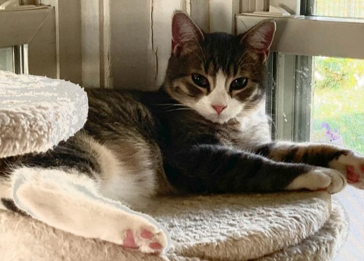 Enlarge Fluffy, a Adoptable mixed breed in Saint James, MN image 3/4