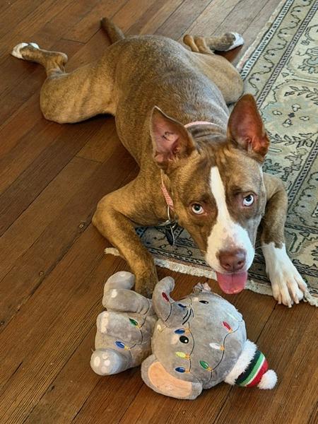 Nellie, Adoptable, Young Female Pit Bull Terrier.