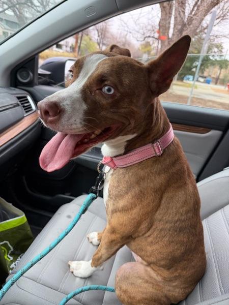 Enlarge Nellie, a Adoptable mixed breed in Austin, TX image 2/6