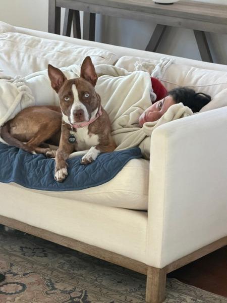 Enlarge Nellie, a Adoptable mixed breed in Austin, TX image 3/6