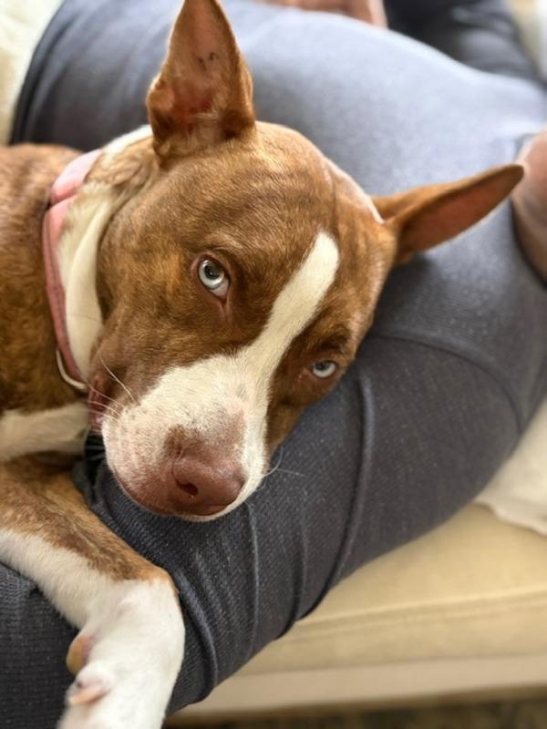 Enlarge Nellie, a Adoptable mixed breed in Austin, TX image 4/6