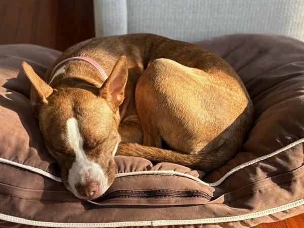 Enlarge Nellie, a Adoptable mixed breed in Austin, TX image 5/6