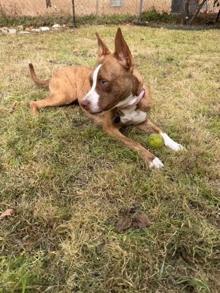 Enlarge Nellie, a Adoptable mixed breed in Austin, TX image 6/6