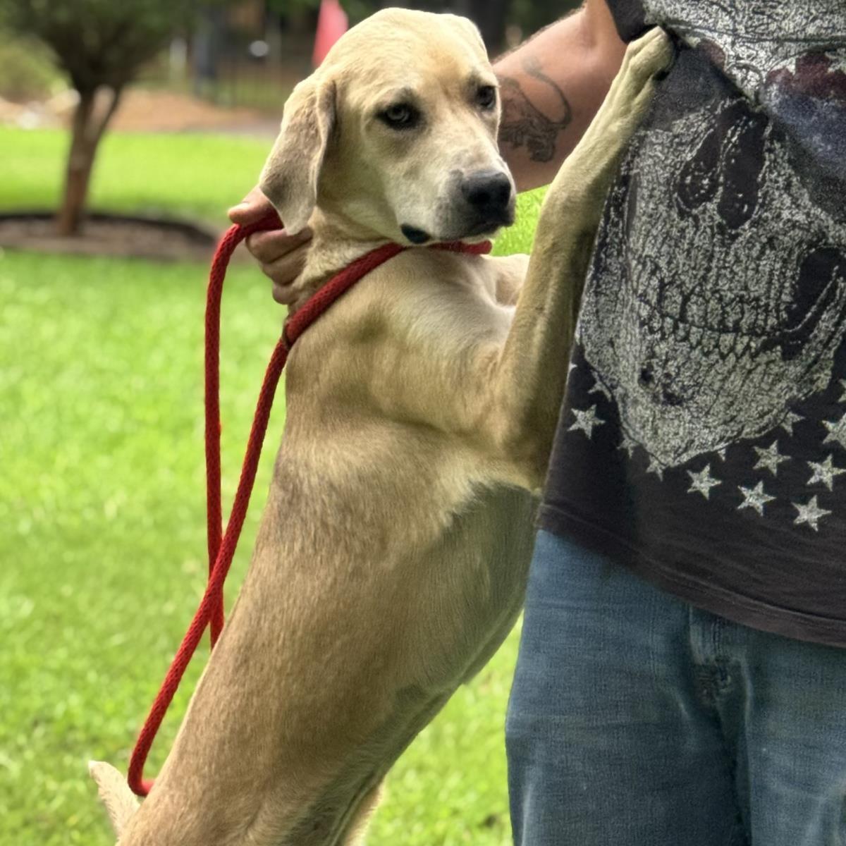 Sunshine, Adoptable, Adult Female Labrador Retriever.