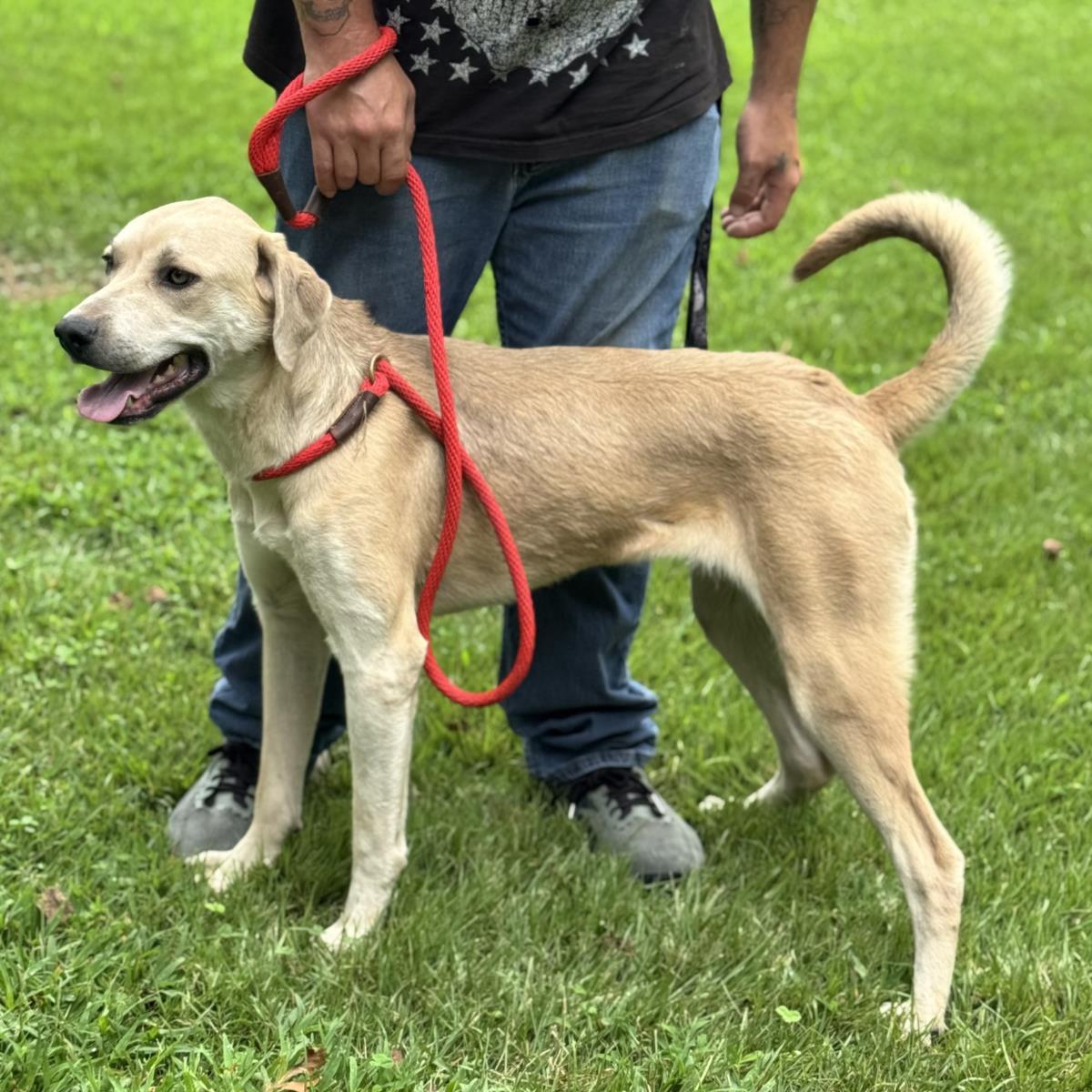 Enlarge Sunshine, a Adoptable Labrador Retriever in Locust Fork, AL image 2/3