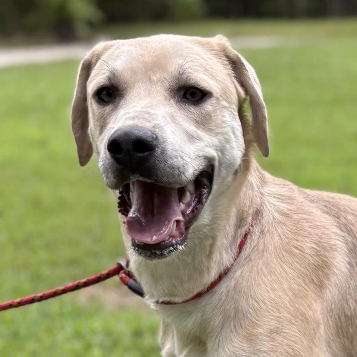 Enlarge Sunshine, a Adoptable Labrador Retriever in Locust Fork, AL image 3/3