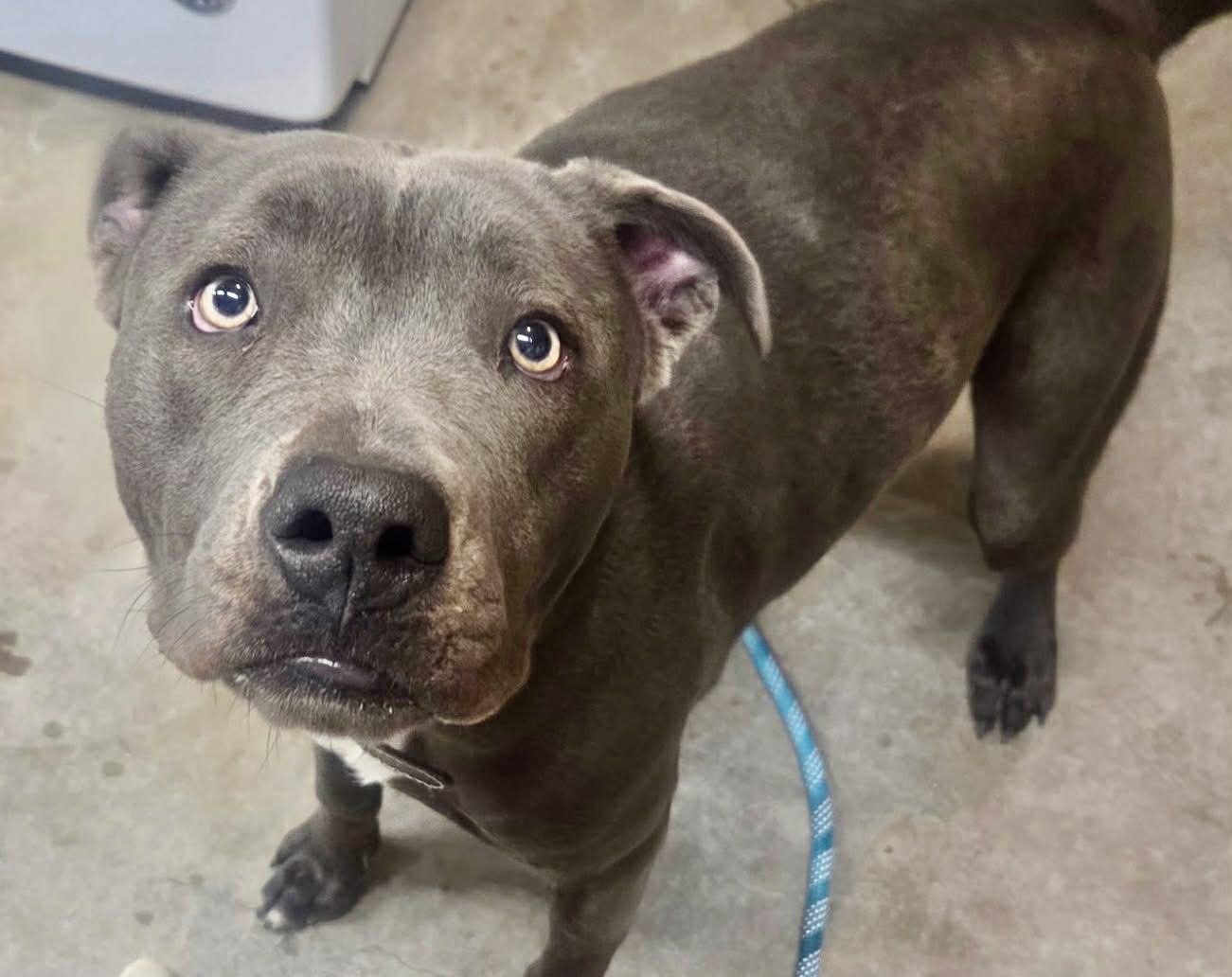 Sapphire, adopted, Young Female Mixed Breed & American Staffordshire Terrier.