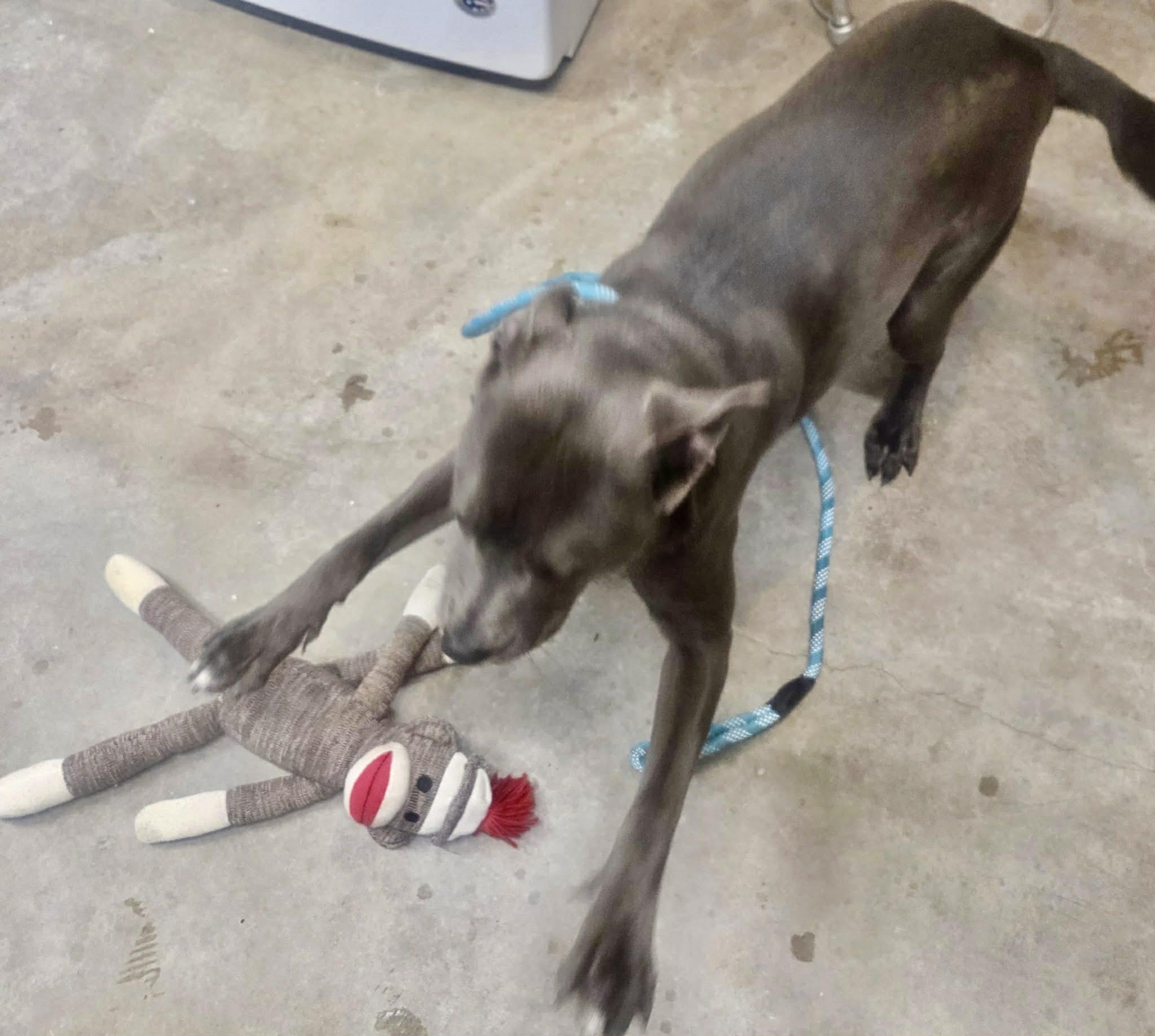 Sapphire, an adopted mixed breed in Granite City, IL image 2/2