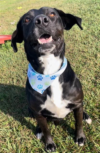 Enlarge SCOTT, a Adoptable mixed breed in Rosenberg, TX image 1/1