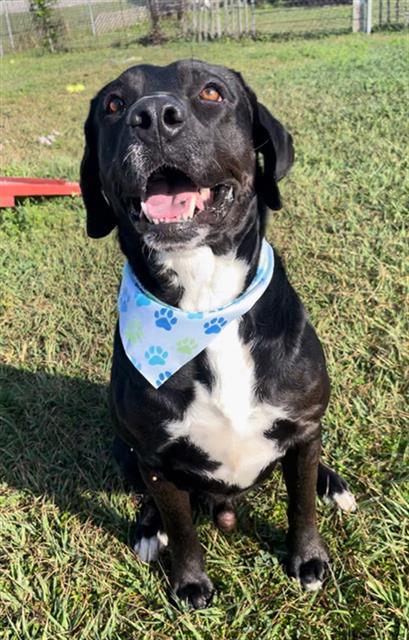 SCOTT, Adoptable, Young Male Labrador Retriever & Mixed Breed.