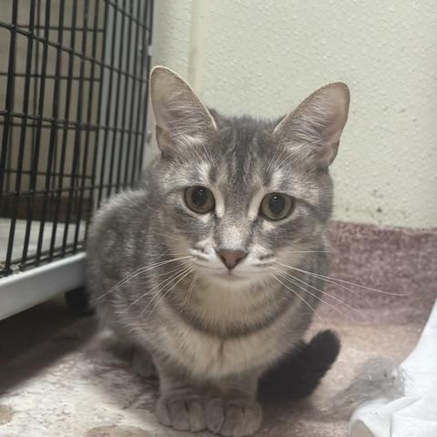 Sally, adopted, Adult Female Domestic Short Hair.