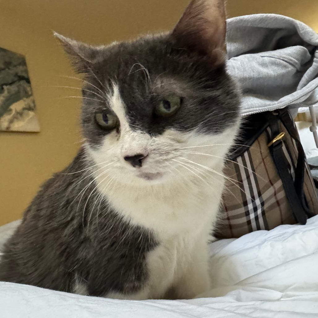 Enlarge Annabella, a Adoptable Domestic Short Hair in Wakefield, MA image 1/6