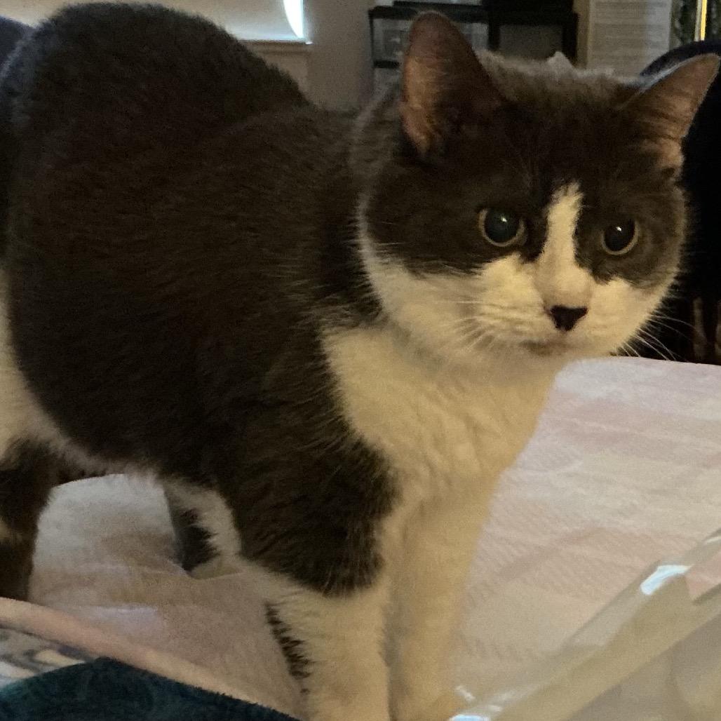 Enlarge Annabella, a Adoptable Domestic Short Hair in Wakefield, MA image 2/6