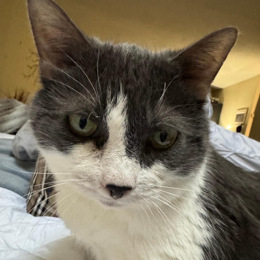 Enlarge Annabella, a Adoptable Domestic Short Hair in Wakefield, MA image 3/6