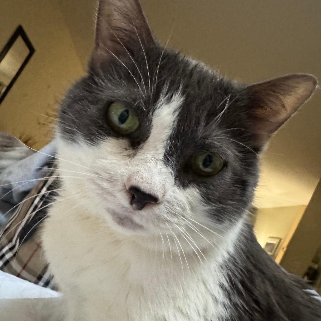 Enlarge Annabella, a Adoptable Domestic Short Hair in Wakefield, MA image 4/6