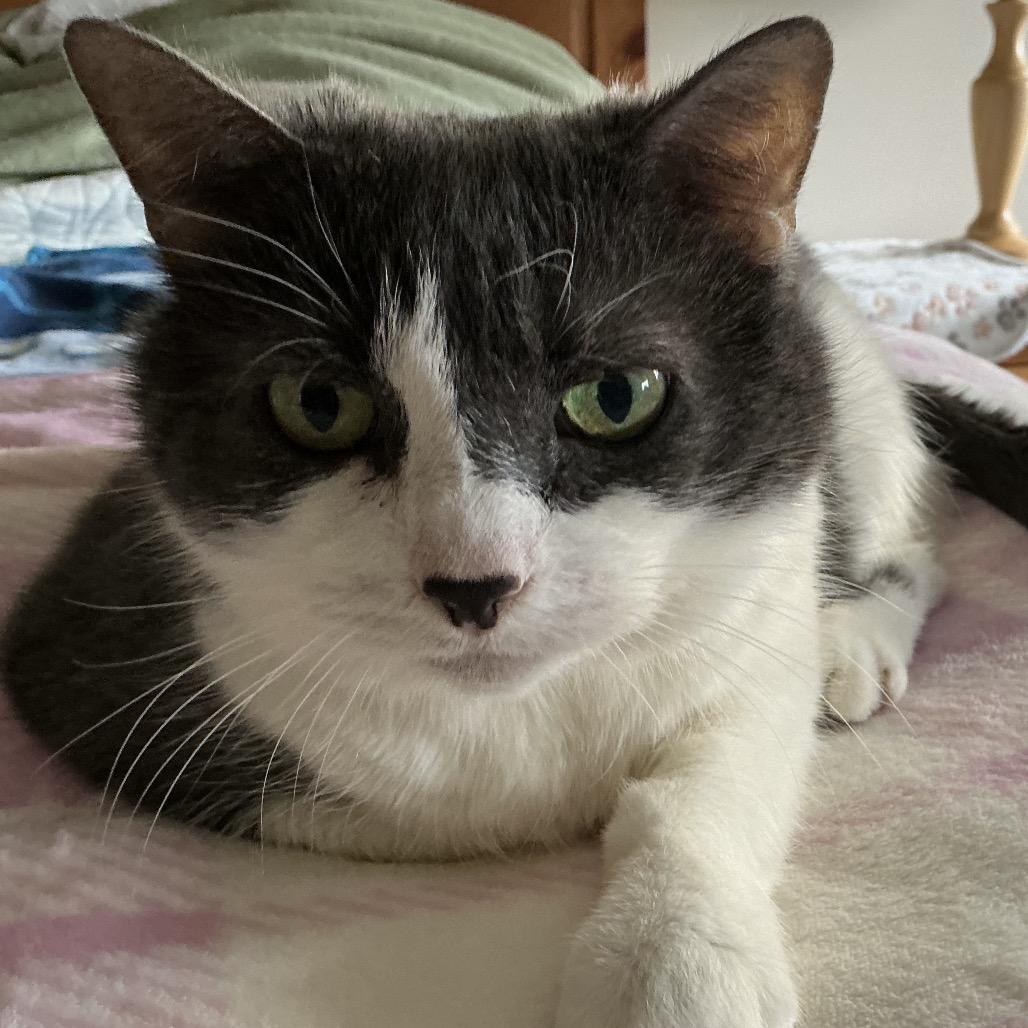 Enlarge Annabella, a Adoptable Domestic Short Hair in Wakefield, MA image 5/6