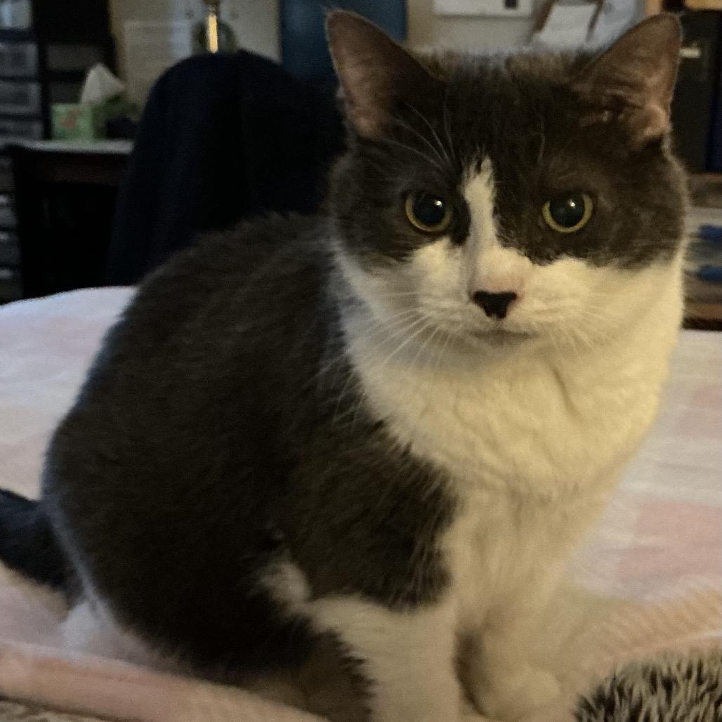 Enlarge Annabella, a Adoptable Domestic Short Hair in Wakefield, MA image 6/6