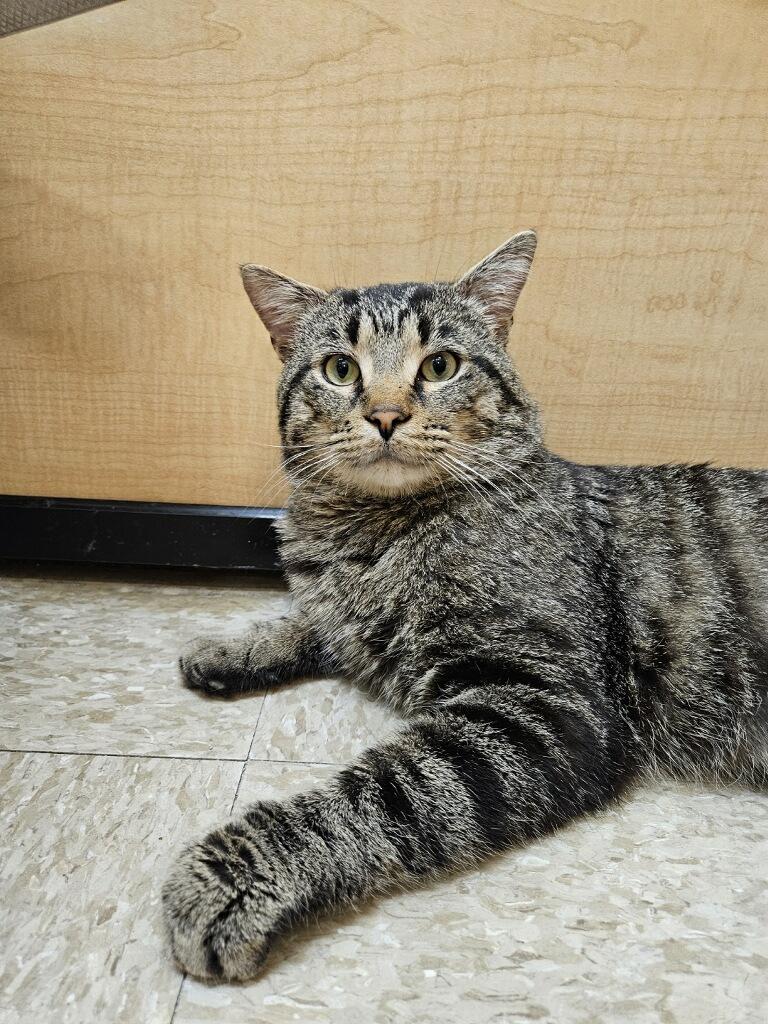 Walker, an adopted Domestic Short Hair in Barrington Hills, IL image 5/5