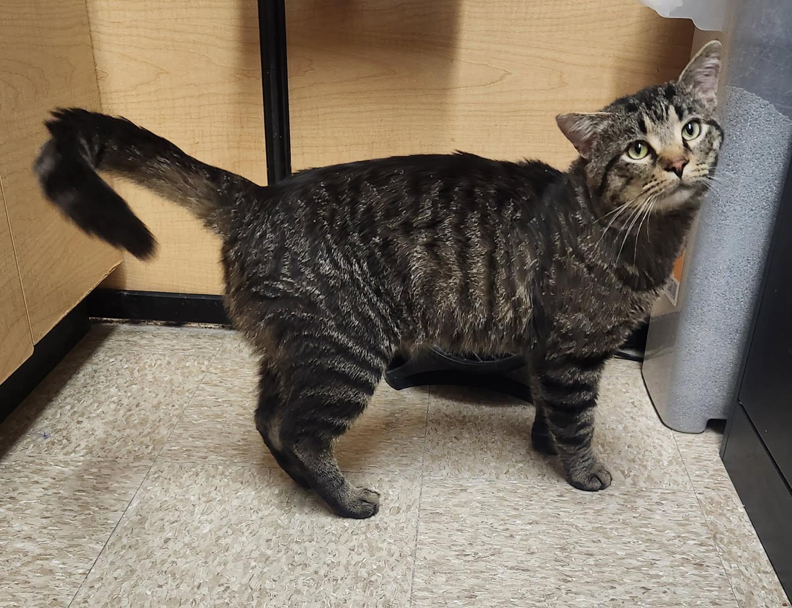 Walker, ADOPTABLE, Young Male Domestic Short Hair.