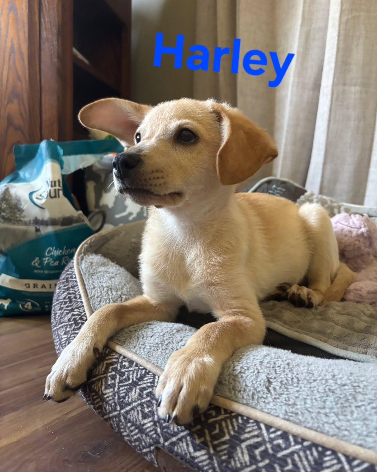 Harley, Adopted, Puppy Male Chihuahua & Corgi.
