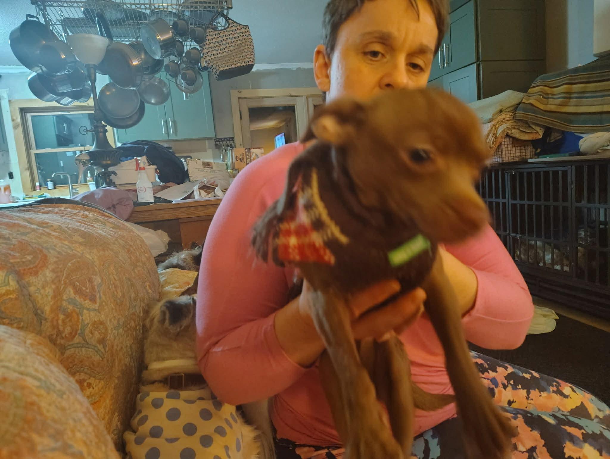 Enlarge Courtesy Post - Keeko, a ADOPTABLE mixed breed in Vernon, CT image 2/2