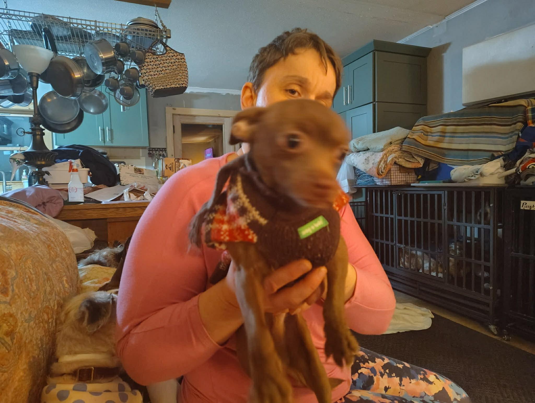 Courtesy Post - Meeko, ADOPTABLE, Puppy Male Chihuahua & Pug.